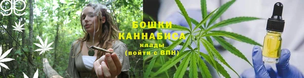 прущие грибы Алзамай